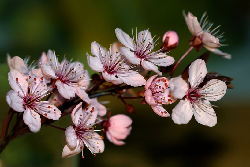 Blossom Trees  by Jolanta Mayerberg