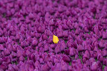 Stand out of the rest by Leo Kramp Fotografie
