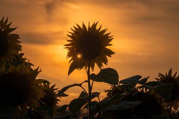 Zonnebloem in Gouden Gloed van Zwoele Plaatjes
