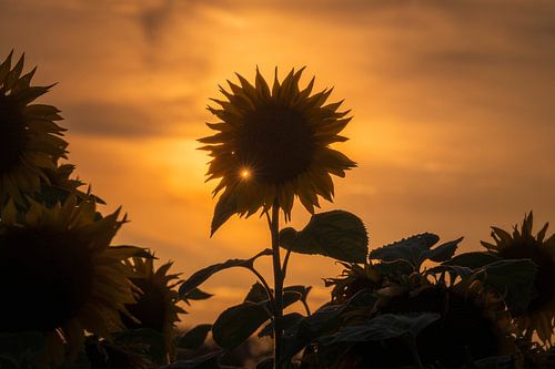 Sonnenblume in Goldglut