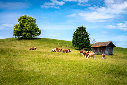 Koeien op een weide in het Allgäu met een boom en een almhut
