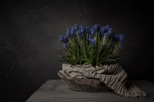 Landelijk stilleven met blauwe druifjes in houten schaal met linnen doek (horizontaal)