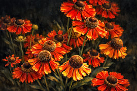 Sonnenkraut von Rob Boon