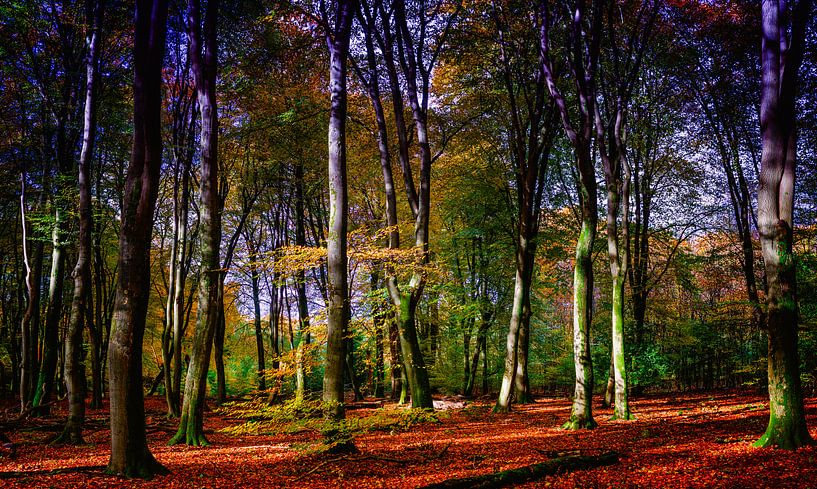 Forêt de Speulder 6 par Henk Leijen