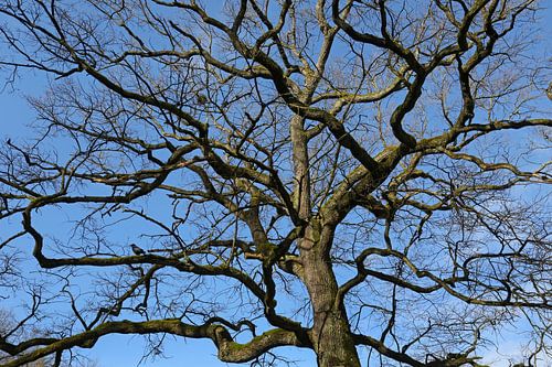 bare tree crown with raven