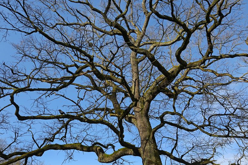 bare tree crown with raven by Norman Krauß