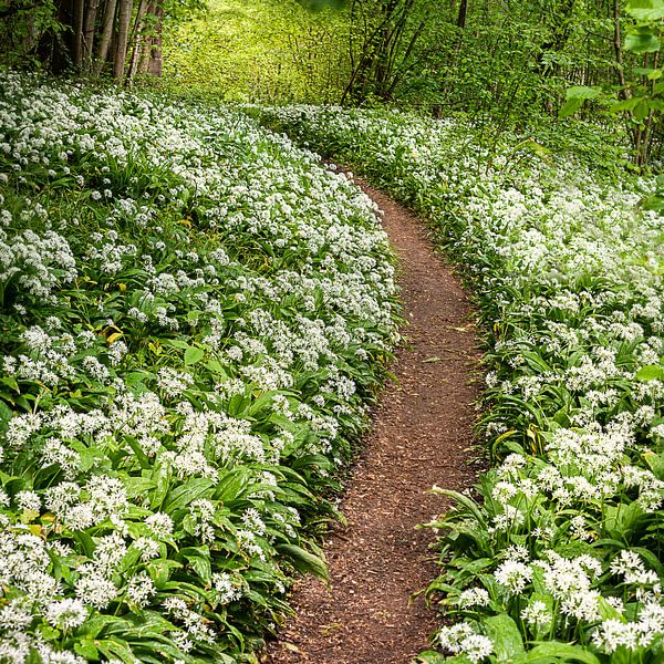 Witte lente van Guy Lambrechts