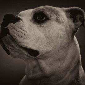 Dog von Peggy Neuteboom
