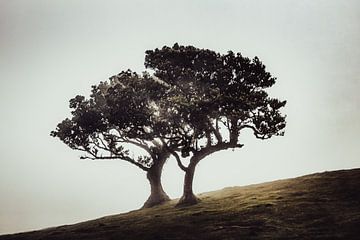 Feeëriek duo bomen op een mistige helling II | Fanal | Madeira | Reisfotografie van Daan Duvillier | Dsquared Photography