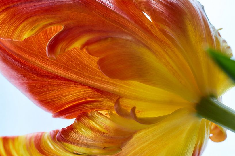 Parrot tulip by Ad Jekel