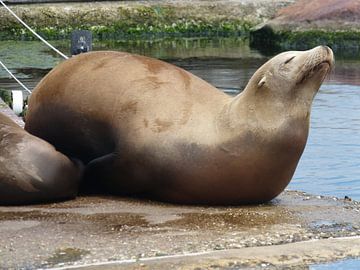 Een hoogeachte zeehond in Dolfinarium von Veluws