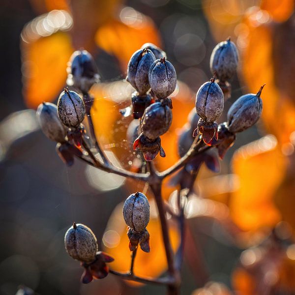 Hertshooi van Rob Boon