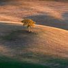 Einsamer Baum im Val d'Orcia und die letzten Lichter des Sonnenuntergangs von Stefano Orazzini