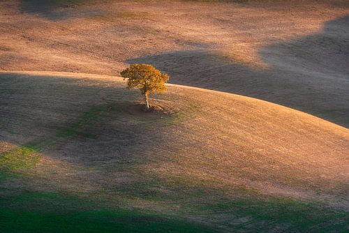 Eenzame boom in Val d'Orcia en de laatste lichten van de zonsondergang