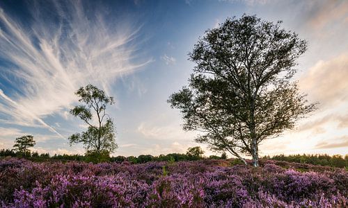 Paysage de lande d'été au coucher du soleil : deux arbres dans une scène enchanteresse