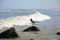 Oystercatcher and the Wave (2)