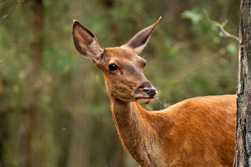 Eye to eye with the doe by Yuri Hogenes