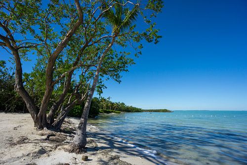 Verenigde Staten, Florida, Palmboom op perfect wit zandstrand van Florida Keys