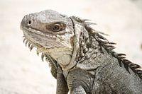 Lizard