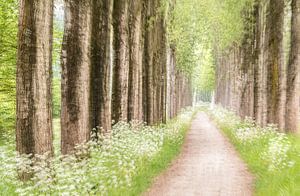 Allee mit blühendem Pfeifenkraut