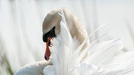 Weißer Schwan. Höckerschwan von Loek Lobel