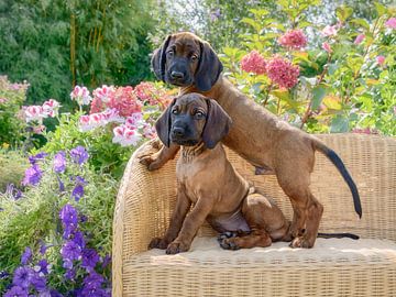 Two Bavarian Mountain Hound Puppies by Katho Menden