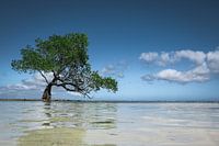 Wanaka-Baum auf den Philippinen entdeckt