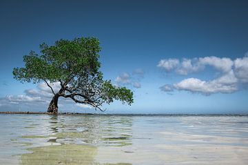 Onondekte 'Wanaka Tree' in de Filipijnen van Jesper Boot