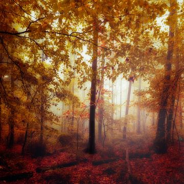 Herbstwald im Nebel von Dirk Wüstenhagen