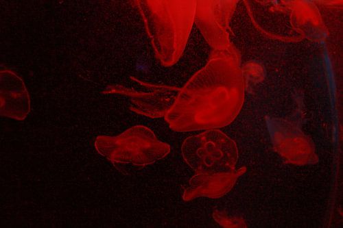 Red light jellyfish