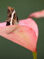 butterfly fly away