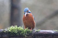 Ijsvogel