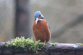 Ijsvogel by Henrico Van der Dussen