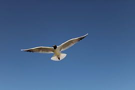 bird's-eye view by jan kools