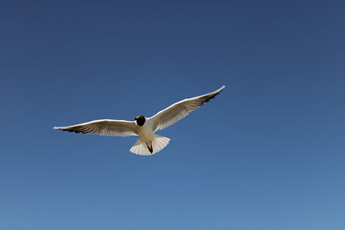 aus der Vogelperspektive