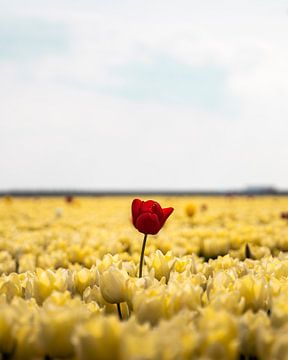 Super Tulp van Marcel Kool