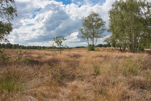 Weerter- en Budelerbergen met de heide in bloei