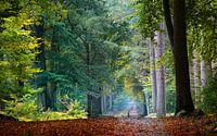 In the Dutch Forest van Kees van Dongen thumbnail