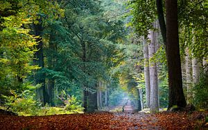 In the Dutch Forest