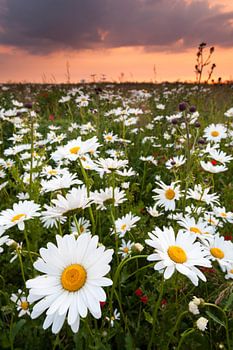 Buntes Gänseblümchenfeld