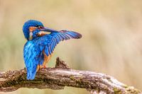 Eisvogel