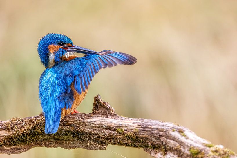 Eisvogel von Thomas Herzog