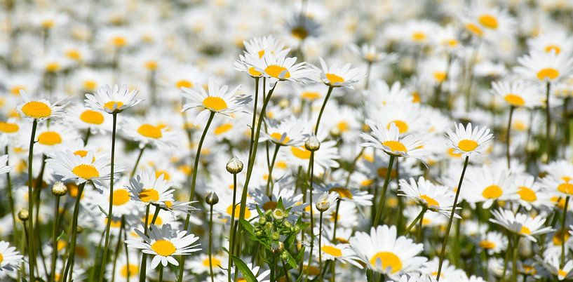 Ein Feld mit blühenden Gänseblümchen von Claude Laprise