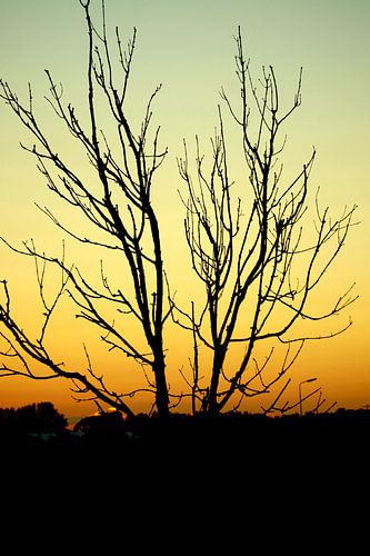 De oude boom