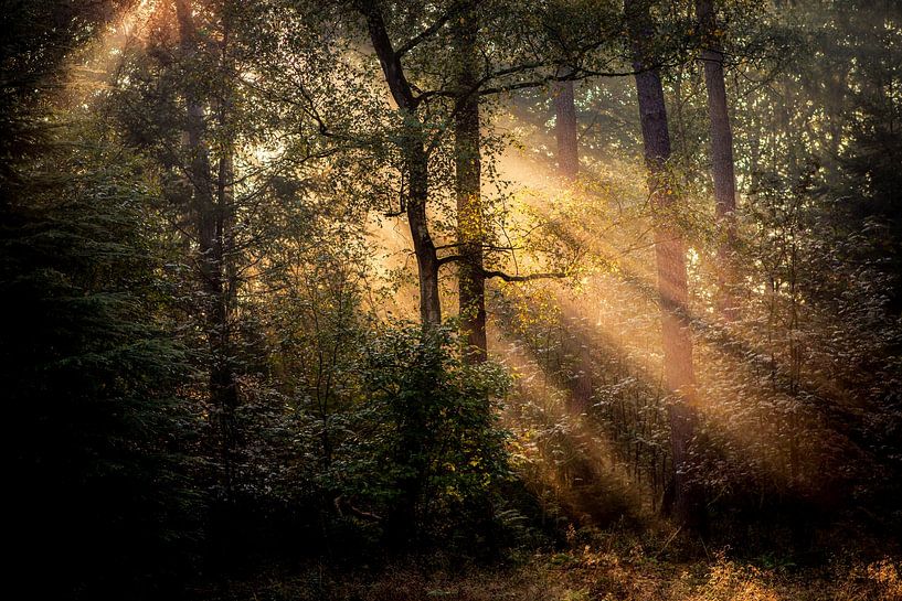Zonnestralen in het Bos (2) by Martijn Schruijer