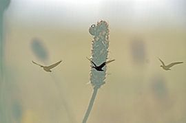 bird's-eye view by "dear mr. lisdodde"