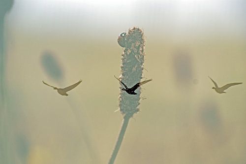 vogelvlucht door "lieve heer lisdodde"