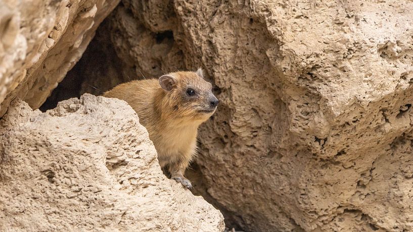 Kliffkrawatte im Ein-Gedi-Naturschutzgebiet, Israel von Jessica Lokker