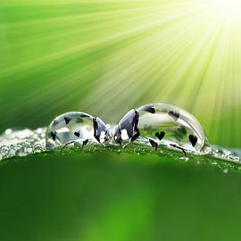 Eine liebevolle Szene mit Marienkäfern von Martijn Schrijver