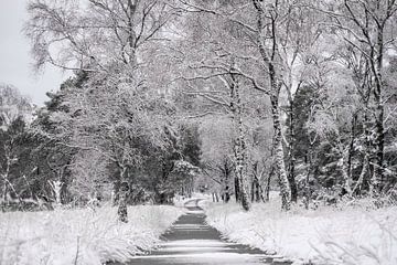 Sneeuw landschap van Photographer_Kathinka